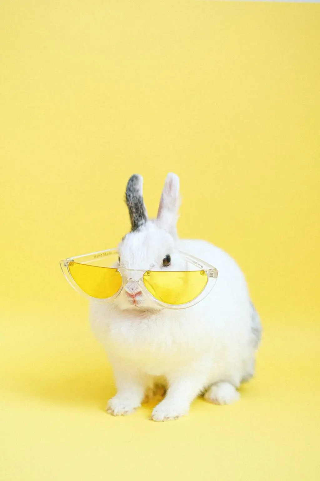 Summer rabbit for blog scaled