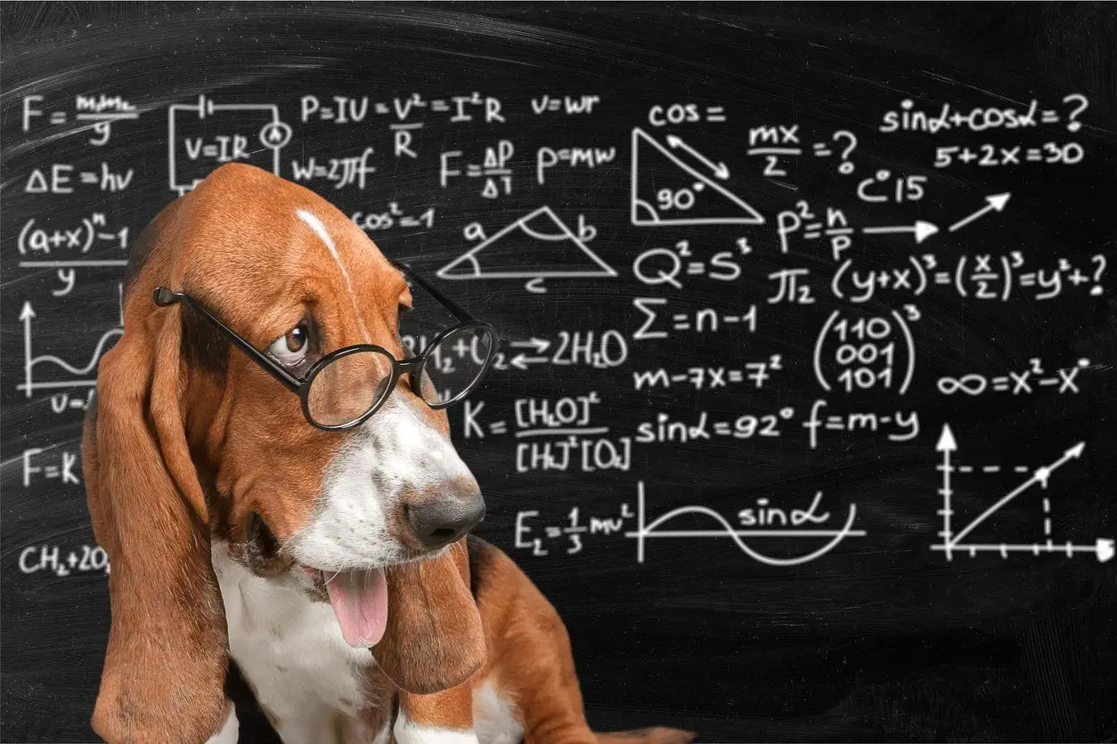 smart dog with a reading glass