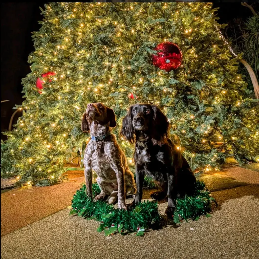 Bark In The Dark At Roarr, Norfolk